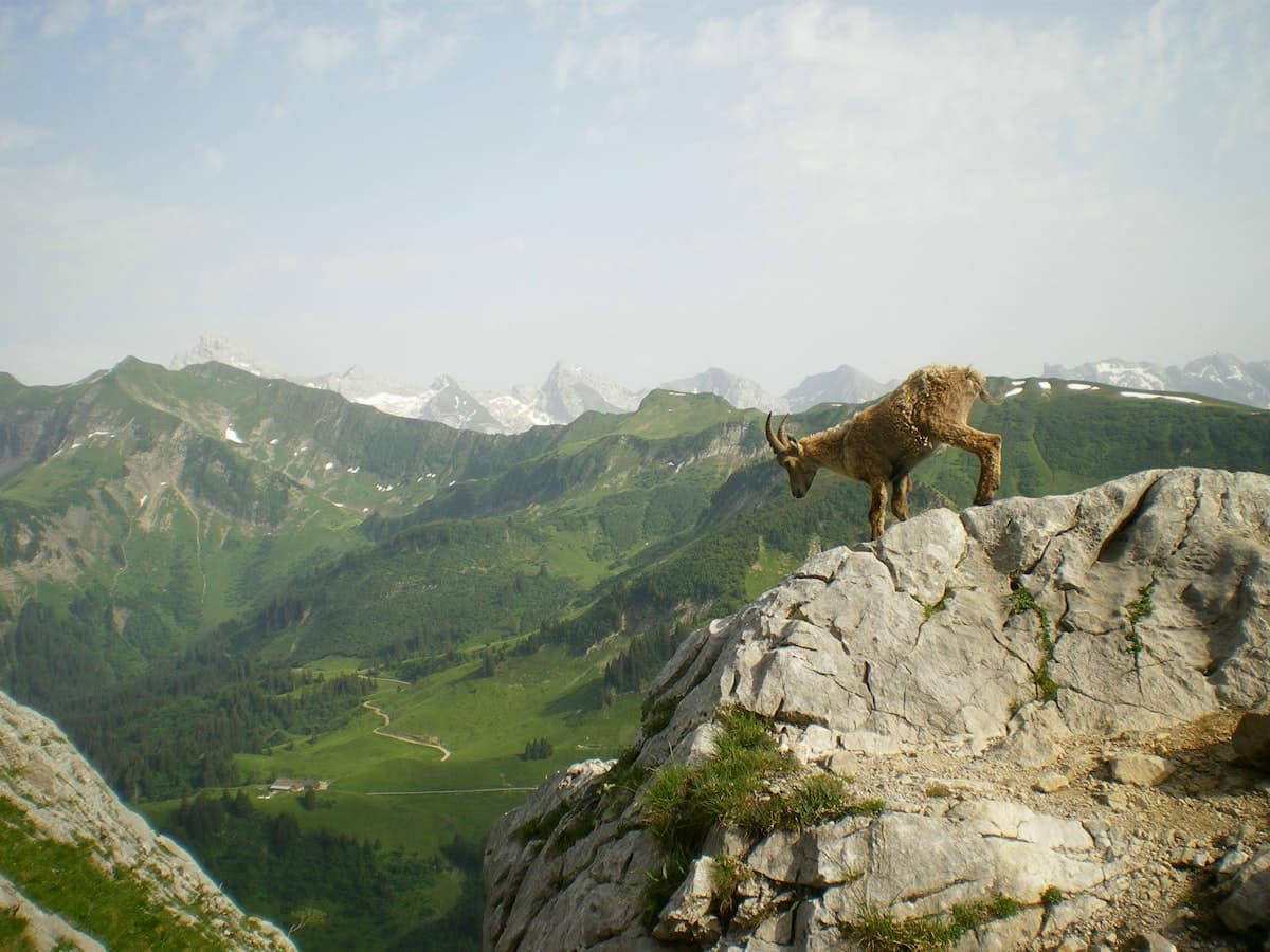 La faune à observer en randonnée en Provence