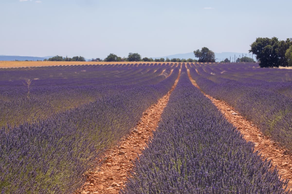 Spring hiking in Provence: 5 flower-filled trails