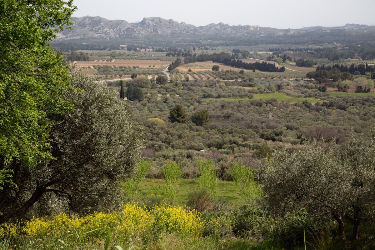 Randonnées dans les Alpilles : 8 parcours entre garrigue et oliviers