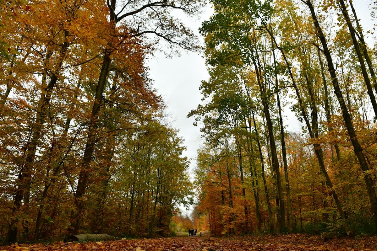 Chasse et randonnée : cohabiter en sécurité à l'automne