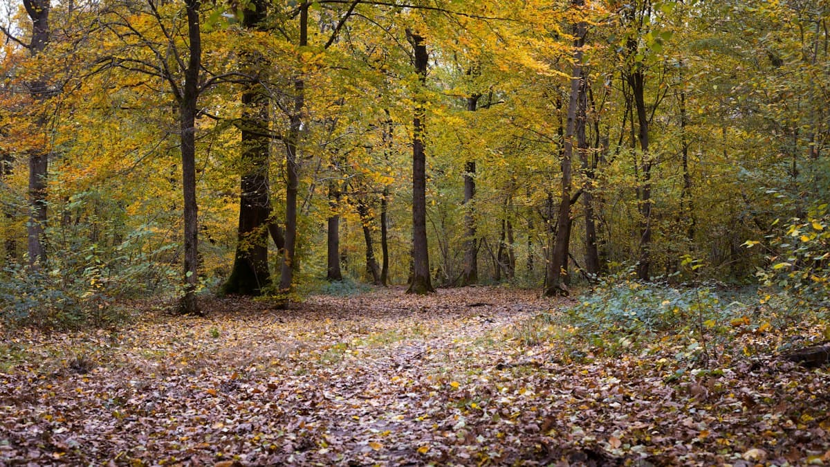 Où voir les plus belles couleurs d'automne en France