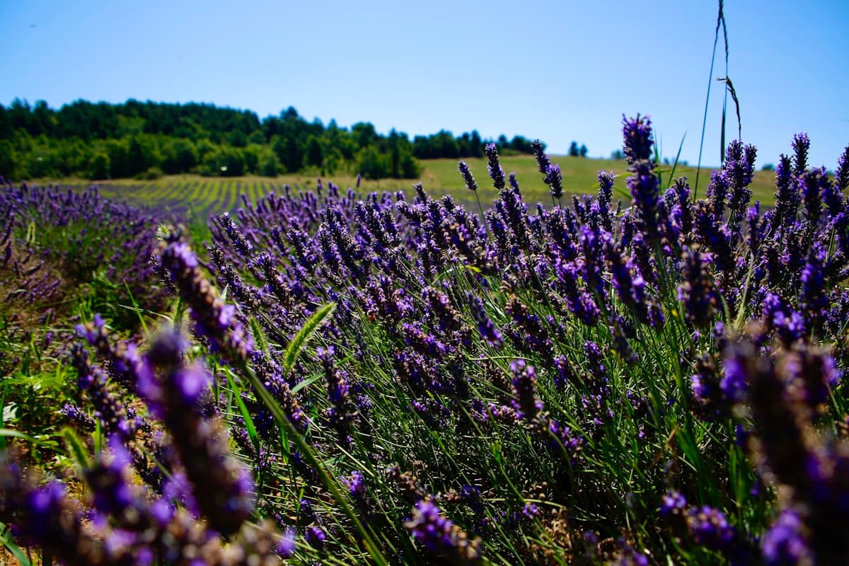 Les fleurs sauvages de Provence : les reconnaître en randonnée