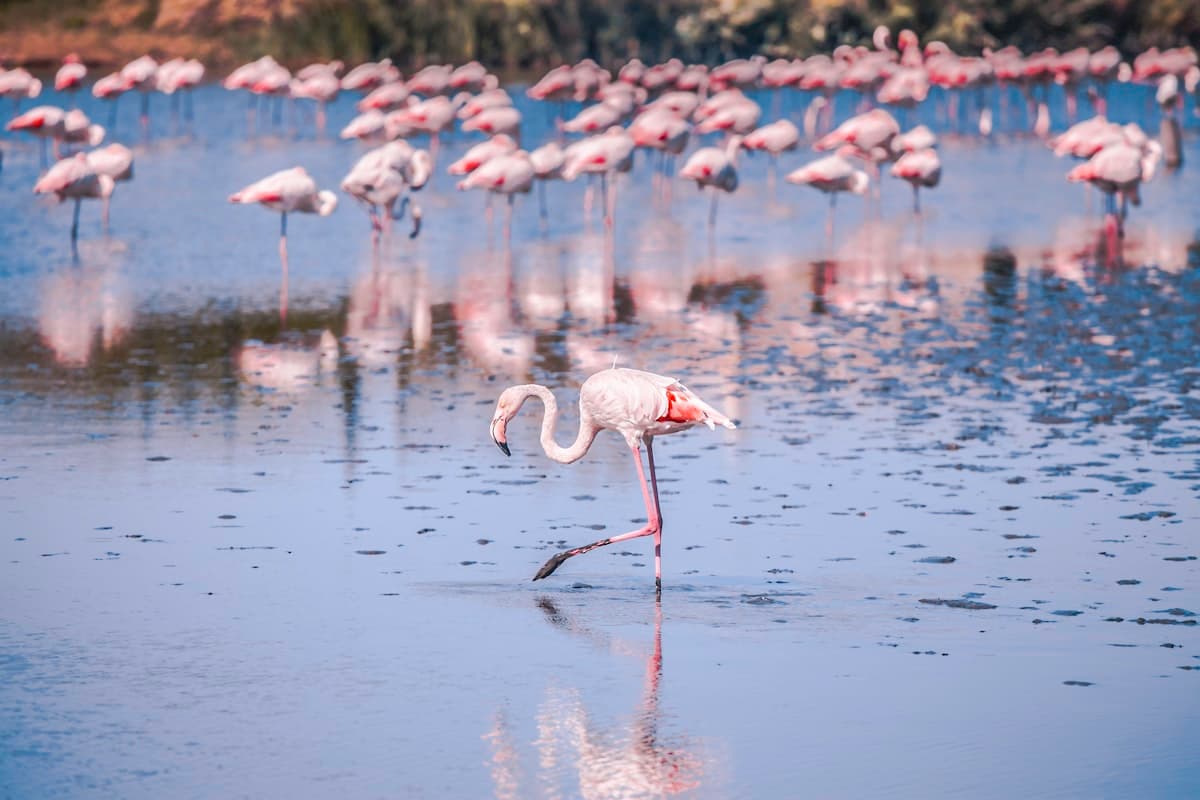 Randonnées en Camargue : entre étangs et flamants roses